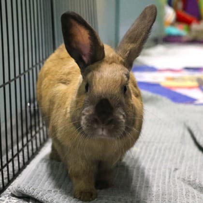 Maple - Mixed Breed available for adoption in Calgary