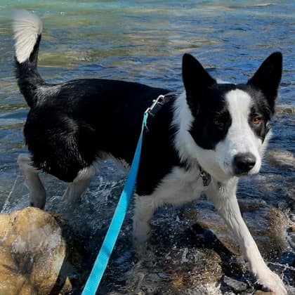 Kelvin - Canaan/Mix available for adoption at Calgary Humane Society in Calgary