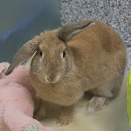 Marigold - Mixed Breed available for adoption in Calgary