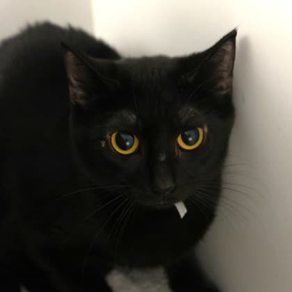 Bitsy - Domestic Shorthair/Mix cat cat available for adoption at Calgary Humane Society in Calgary
