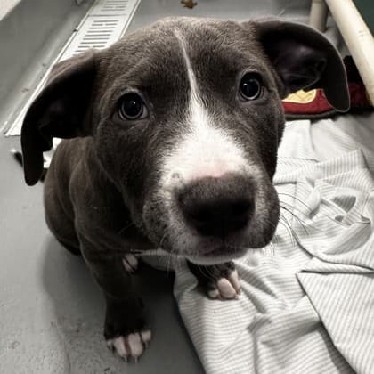 Mick (grey wit... - Pit Bull Terrier available for adoption at Calgary Humane Society in Calgary