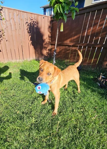 Meet
            Chloe - Mixed Breed, Medium (up to 44 lbs fully grown)/Mix available for adoption at Calgary Animal Rescue in Calgary