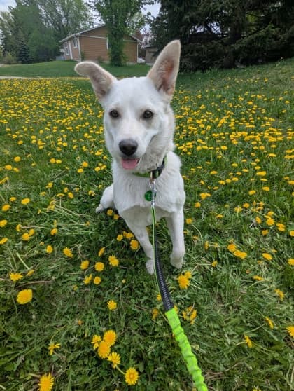 Meet
            Rumi - Mixed Breed, Medium (up to 44 lbs fully grown)/Mix available for adoption at Calgary Animal Rescue in Calgary