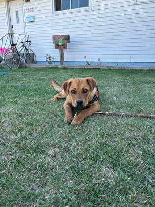 Meet
            Goldie - Mixed Breed, Medium (up to 44 lbs fully grown)/Mix available for adoption at Calgary Animal Rescue in Calgary