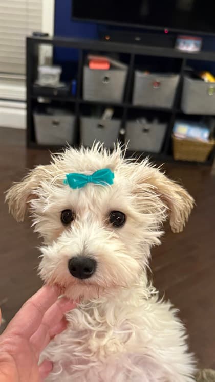 Meet
            Minnie - Poodle, Miniature/Schnauzer, Miniature available for adoption at Calgary Animal Rescue in Calgary