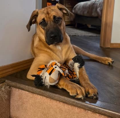 Meet
            Cara - Mixed Breed, Large (over 44 lbs fully grown)/Mix available for adoption in Calgary