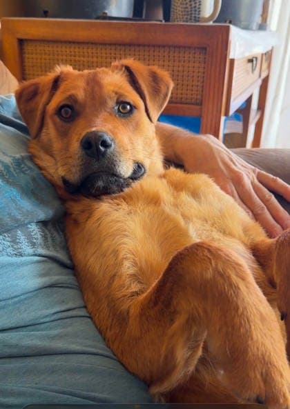 Meet
            Goldie - Mixed Breed, Medium (up to 44 lbs fully grown)/Mix available for adoption in Calgary