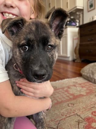 Meet
            Maggie - Mixed Breed, Large (over 44 lbs fully grown)/Mix available for adoption at Calgary Animal Rescue in Calgary