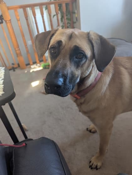 Meet
            Nala - German Shepherd/Mix available for adoption in Calgary