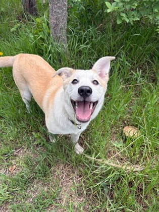 Meet
            Dakota - Mixed Breed, Medium (up to 44 lbs fully grown)/Mix available for adoption in Calgary