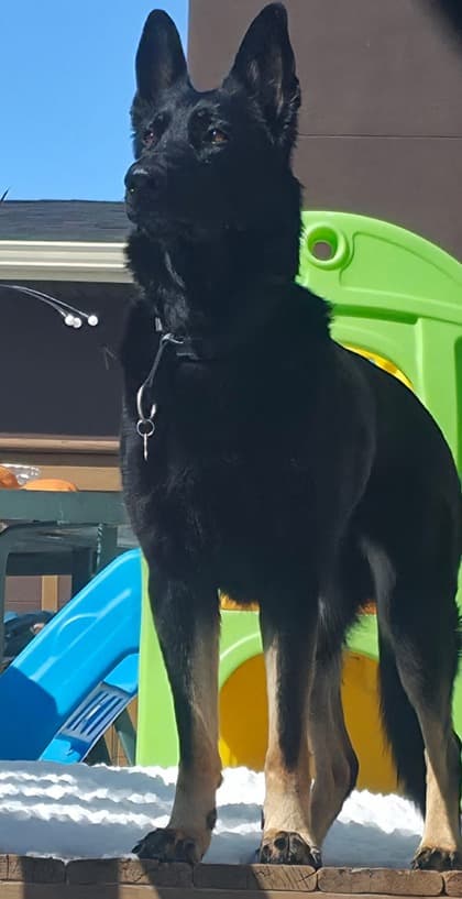 Meet
            Lily - German Shepherd available for adoption at Calgary Animal Rescue in Calgary