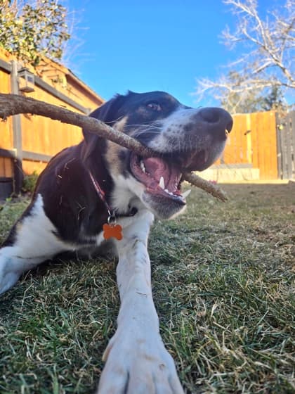 Meet
            Lucy - Mixed Breed, Large (over 44 lbs fully grown)/Mix available for adoption at Calgary Animal Rescue in Calgary