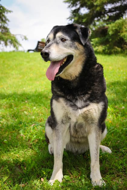 Teddy - Mixed Breed available for adoption at Humane Society of Kitchener Waterloo & Stratford Perth in Kitchener