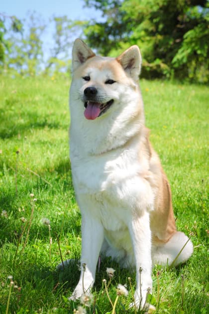 Annie - Akita/Shiba Inu available for adoption at Humane Society of Kitchener Waterloo & Stratford Perth in Kitchener