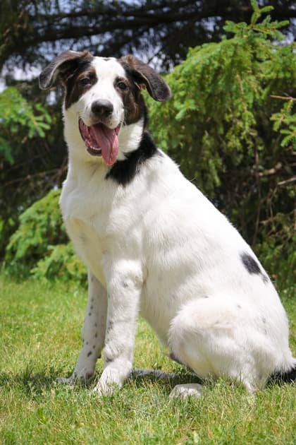 Smudge - Mixed Breed available for adoption at Humane Society of Kitchener Waterloo & Stratford Perth in Kitchener
