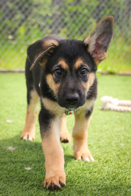 Kelly - Mixed Breed available for adoption at Humane Society of Kitchener Waterloo & Stratford Perth in Kitchener