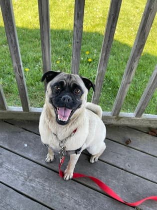 Phoebe - Mixed Breed available for adoption at Humane Society of Kitchener Waterloo & Stratford Perth in Kitchener