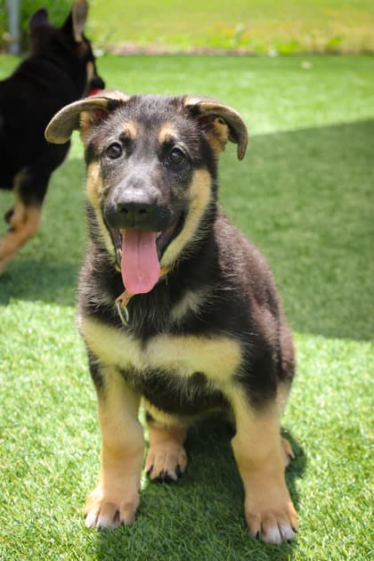 Phyllis - Mixed Breed available for adoption at Humane Society of Kitchener Waterloo & Stratford Perth in Kitchener