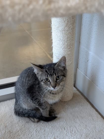 Navy - Domestic Shorthair/Mix cat available for adoption in Calgary