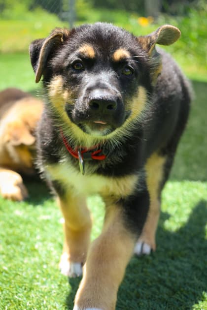 Jim - Mixed Breed available for adoption at Humane Society of Kitchener Waterloo & Stratford Perth in Kitchener