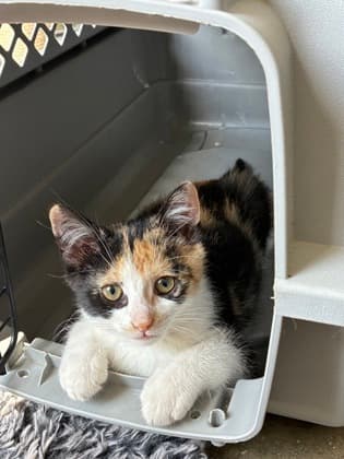 Vermillion - Domestic Shorthair/Mix cat available for adoption in Calgary