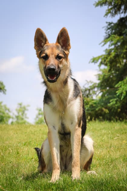 Odessa - Mixed Breed available for adoption at Humane Society of Kitchener Waterloo & Stratford Perth in Kitchener