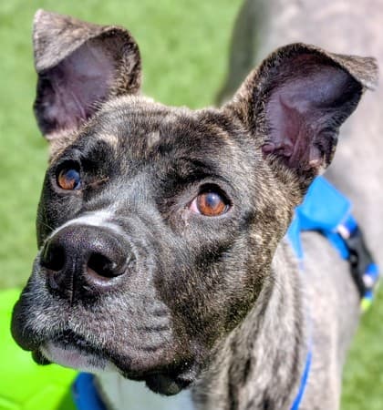 Ernie - Mixed Breed available for adoption at Humane Society of Kitchener Waterloo & Stratford Perth in Kitchener