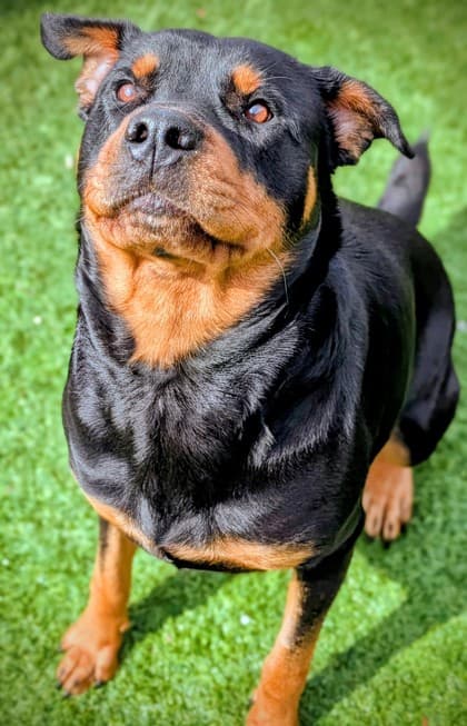 Lottie - Mixed Breed available for adoption at Humane Society of Kitchener Waterloo & Stratford Perth in Kitchener
