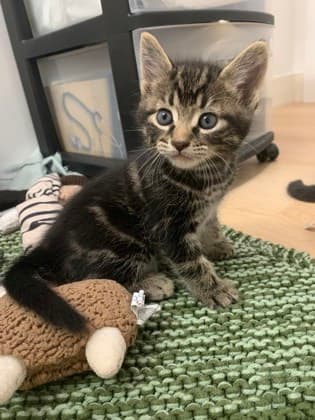 Larry - Domestic Shorthair/Mix cat available for adoption at Humane Society of Kitchener Waterloo & Stratford Perth in Kitchener
