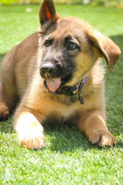Michael - Mixed Breed available for adoption at Humane Society of Kitchener Waterloo & Stratford Perth in Kitchener