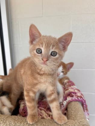 Sansa - Domestic Shorthair/Mix cat available for adoption at Humane Society of Kitchener Waterloo & Stratford Perth in Kitchener