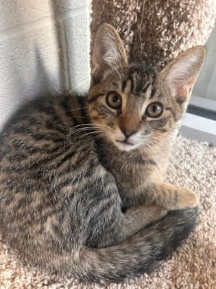 Kip - Domestic Shorthair/Mix cat available for adoption in Calgary