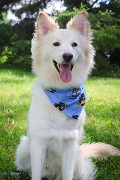 Rhys - Mixed Breed available for adoption at Humane Society of Kitchener Waterloo & Stratford Perth in Kitchener