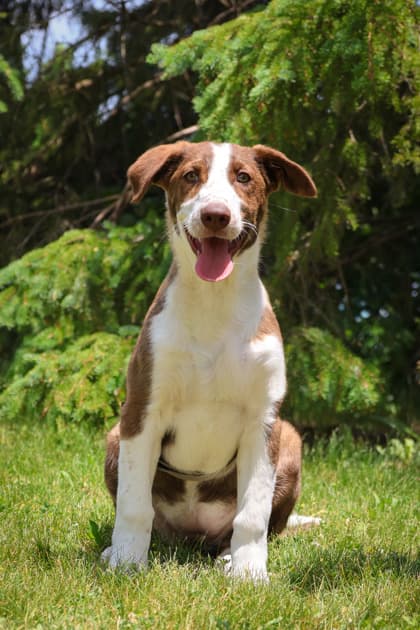 Blueberry - Mixed Breed available for adoption at Humane Society of Kitchener Waterloo & Stratford Perth in Kitchener