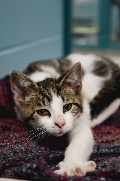 Pavlova - Domestic Shorthair/Mix cat available for adoption at Humane Society of Kitchener Waterloo & Stratford Perth in Kitchener