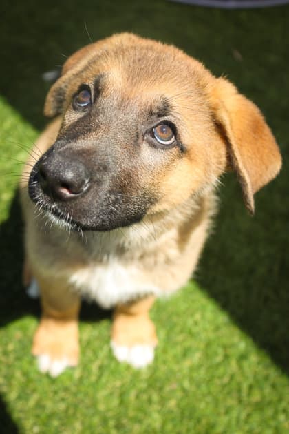 Dwight - Mixed Breed available for adoption at Humane Society of Kitchener Waterloo & Stratford Perth in Kitchener