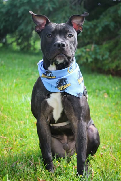 Astro - Mixed Breed available for adoption