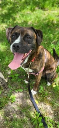 Loki - Mixed Breed available for adoption at Humane Society of Kitchener Waterloo & Stratford Perth in Kitchener