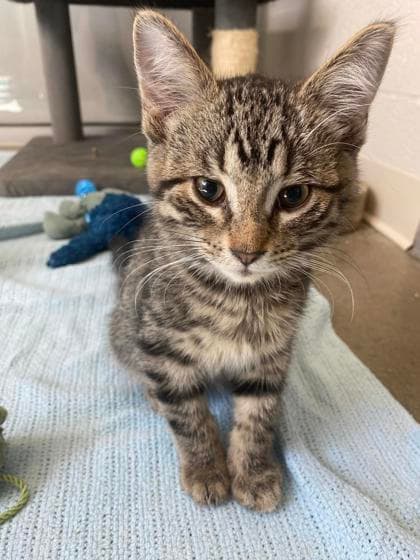 Scott - Domestic Shorthair/Mix cat available for adoption at Humane Society of Kitchener Waterloo & Stratford Perth in Kitchener