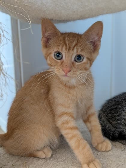 Cobalt - Domestic Shorthair/Mix cat available for adoption in Calgary