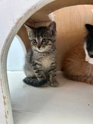Lapis - Domestic Shorthair/Mix cat available for adoption in Calgary