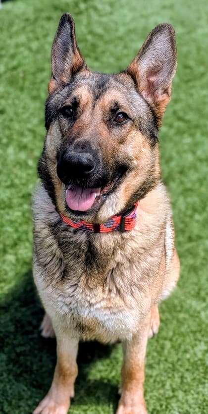 Luna - Mixed Breed available for adoption at Humane Society of Kitchener Waterloo & Stratford Perth in Kitchener