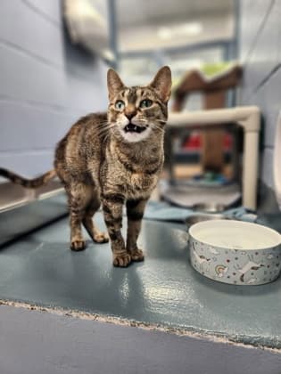 Avery - Domestic Shorthair/Mix cat available for adoption at Humane Society of Kitchener Waterloo & Stratford Perth in Kitchener
