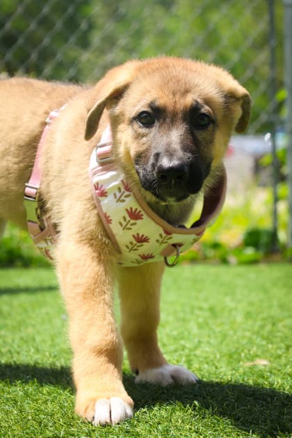 Angela - Mixed Breed available for adoption at Humane Society of Kitchener Waterloo & Stratford Perth in Kitchener