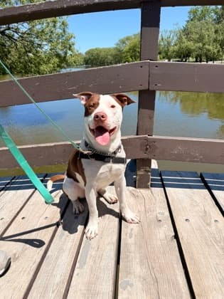 Dumpling - Mixed Breed available for adoption at Humane Society of Kitchener Waterloo & Stratford Perth in Kitchener
