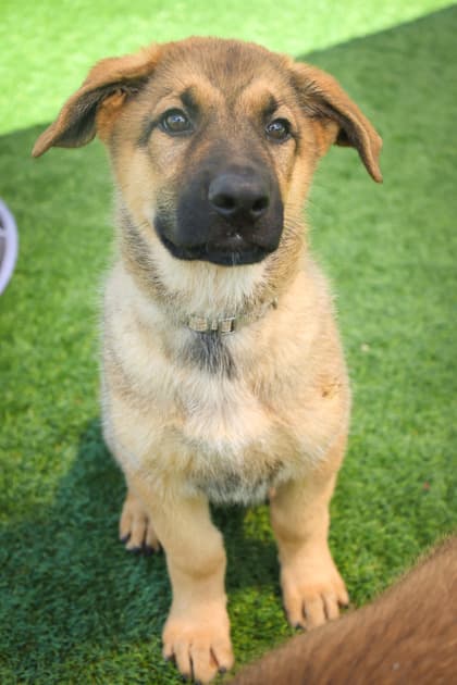 Toby - Mixed Breed available for adoption at Humane Society of Kitchener Waterloo & Stratford Perth in Kitchener