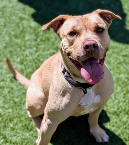 Swift - Mixed Breed available for adoption at Humane Society of Kitchener Waterloo & Stratford Perth in Kitchener