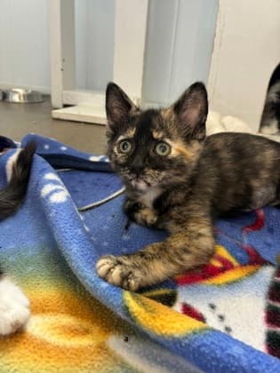 Maroon - Domestic Medium Hair/Mix cat available for adoption in Calgary