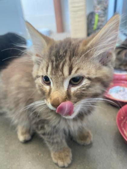 Ilya - Domestic Shorthair/Mix cat available for adoption at Humane Society of Kitchener Waterloo & Stratford Perth in Kitchener
