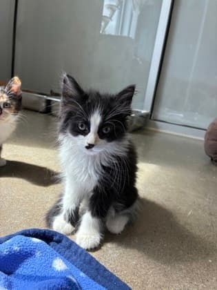 Cyan - Domestic Longhair/Mix cat available for adoption in Calgary
